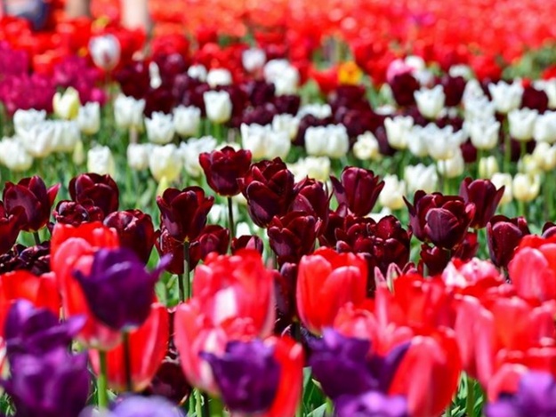 Готовься к фотосессии: 11 апреля в Никитском саду откроют Парад тюльпанов