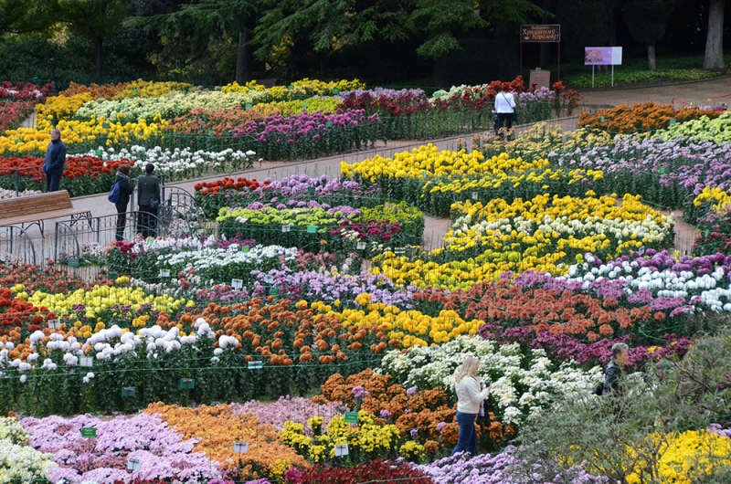 Фотофакт: в Никитском ботаническом саду к осеннему балу готовят 240 сортов хризантем