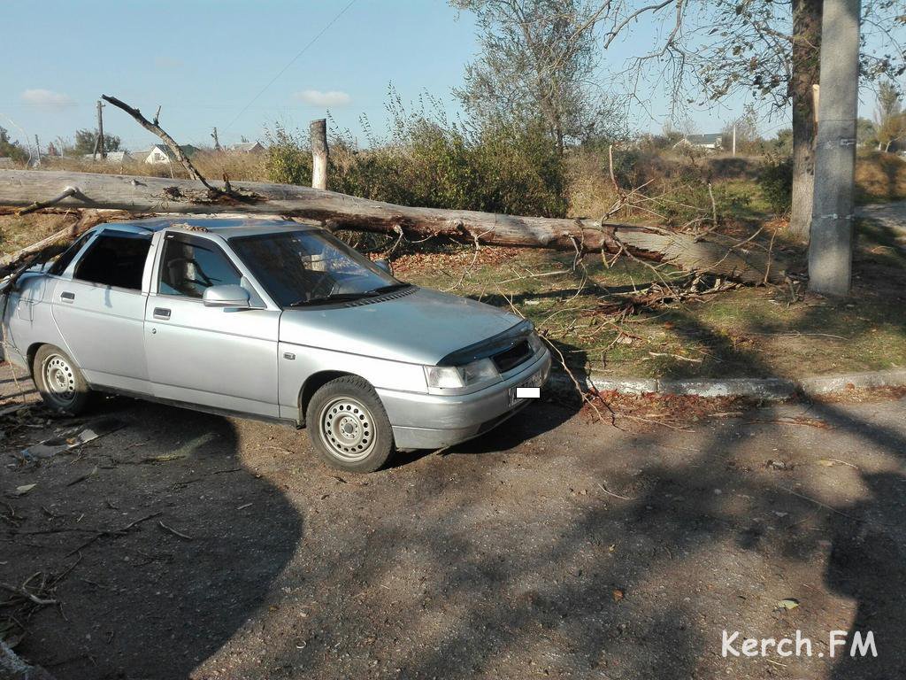 В Крыму ураганный ветер валил деревья – разбиты две машины [фото]
