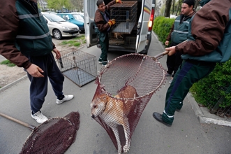 Севастополь заказал гуманное убийство бродячих животных