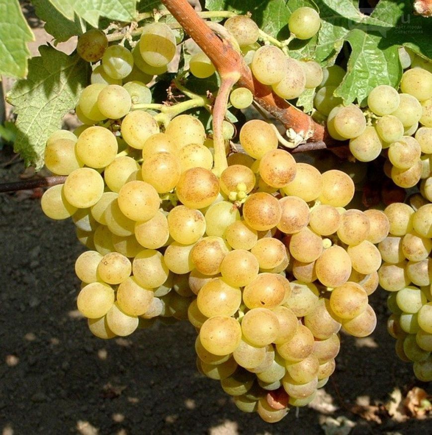 Русский ранний виноград описание и фото