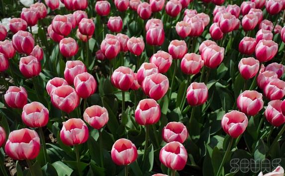Юбилейный «Парад тюльпанов» пройдёт в Никитском ботсаду