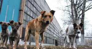 Отрегулировать численность бродячих животных в Ялте намерены за 1 млн. рублей
