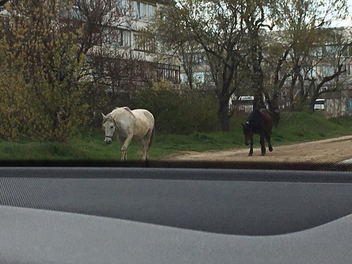 На дорогах Севастополя: бесхозные лошади, грузовик без тормозов и дети в ДТП
