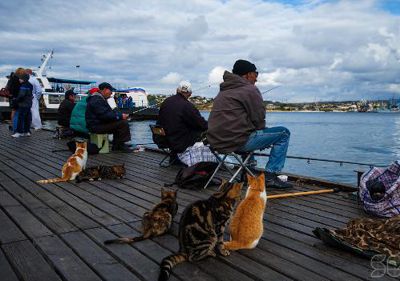 Севастопольским рыбакам велят сматывать удочки