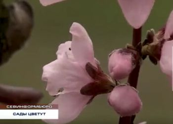В Севастополе полным ходом цветут персиковые сады – лето обещает быть плодородным
