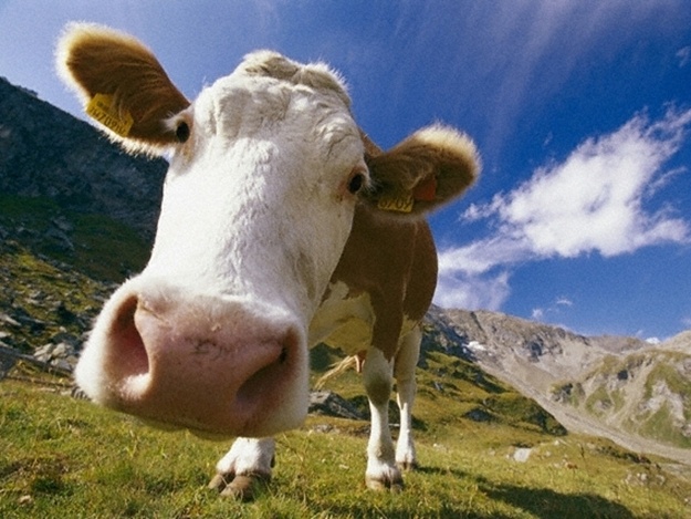 Будь в курсе: в Крыму обнаружили бешеных коров
