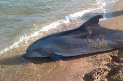 На пляж Балаклавы выбросило шесть дельфинов