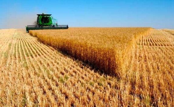 Урожай ранних зерновых в Крыму увеличился на 15% 