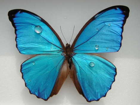 Бабочки вдохновили ученых на создание высокотехнологичных поверхностей