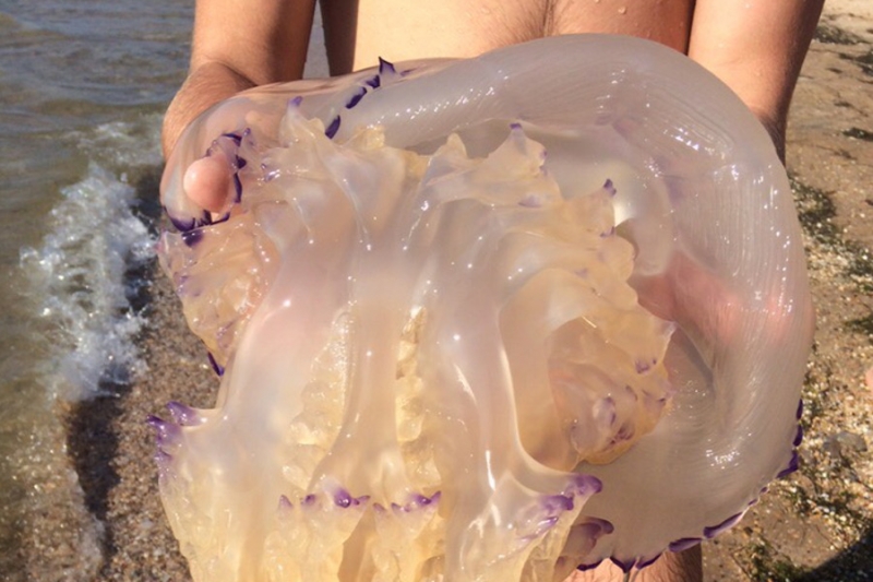 Опасные медузы черного моря в крыму