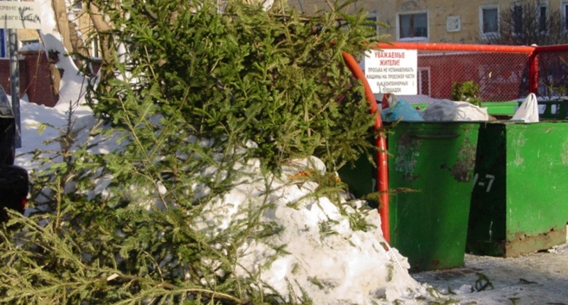 Севастопольцев призывают относить елки к контейнерам