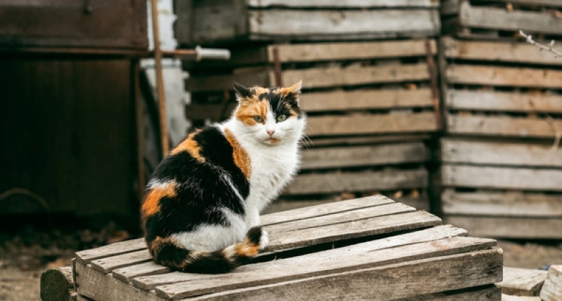 На рынке в Армянске перетравили стерилизованных котов