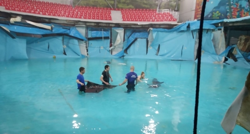 В Алуштинском дельфинарии МЧС спасло двух дельфинов из лопнувшего бассейна
