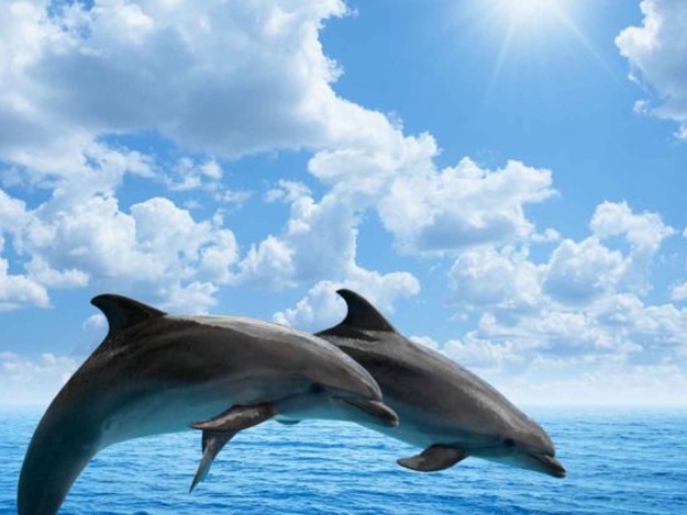 Цифра дня: сколько дельфинов погибли в Крыму в марте