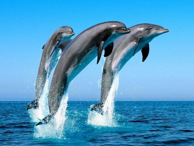 Все погибли: дельфины массово выбросились на берег в Крыму