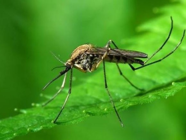 Открытие: в Крыму нашли три вида комаров с суперспособностью 