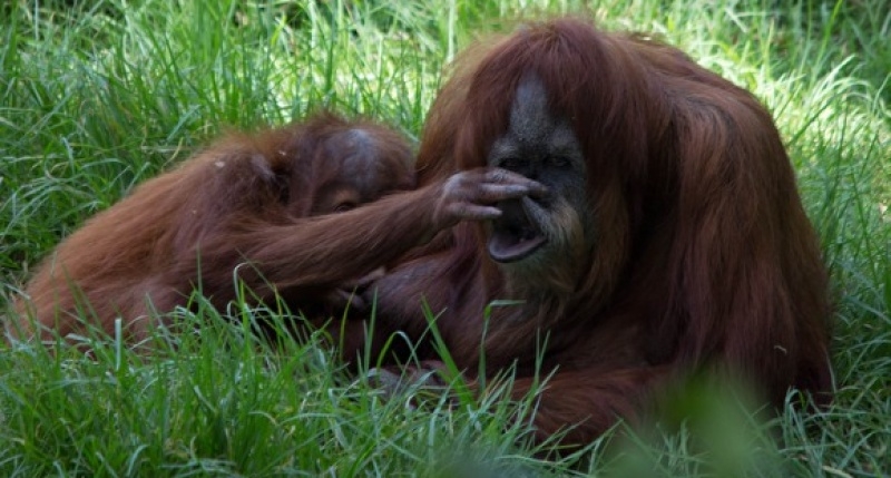 Россиянин пытался вывезти с Бали орангутана, напоив его снотворным