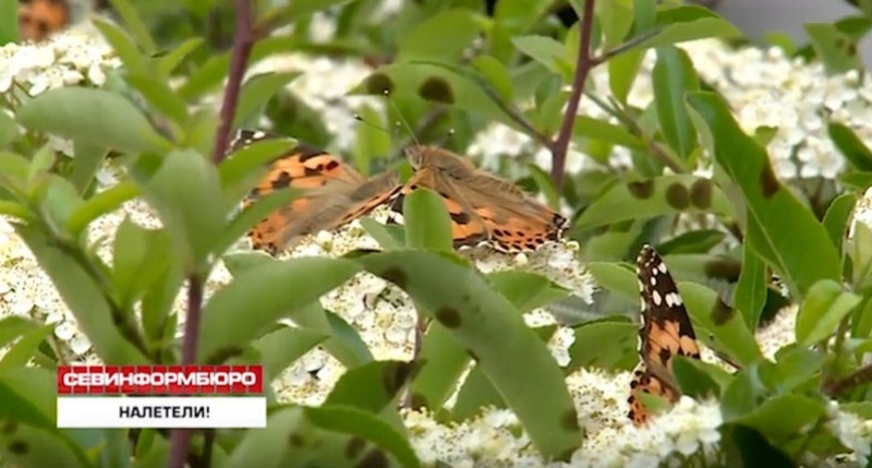 Ученые объяснили причины нашествия бабочек в Севастополе