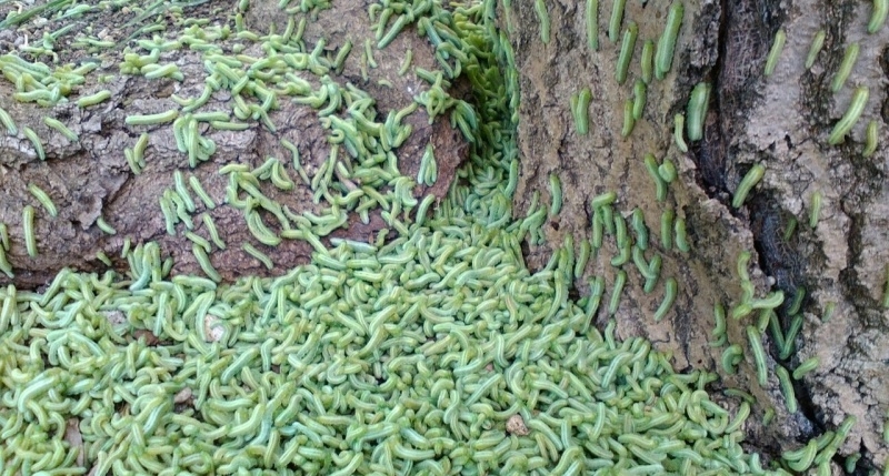 На дерево в центре Севастополя напало полчище гусениц