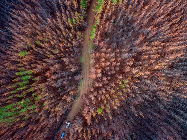 На грани катастрофы: сгоревшие в Ялтинском заповеднике леса не восстанавливаются
