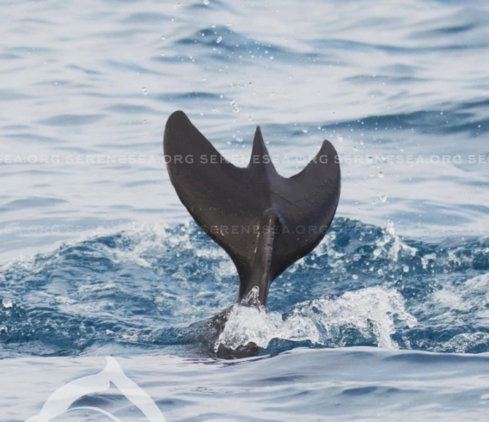 Хвост сирены: в Крыму впервые обнаружили дельфина-мутанта