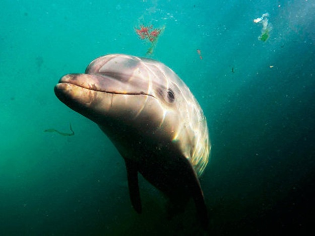 Хвост сирены: в Крыму впервые обнаружили дельфина-мутанта