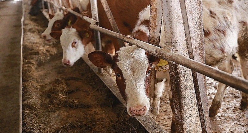На западе Крыма ввели карантин из-за бешеной коровы