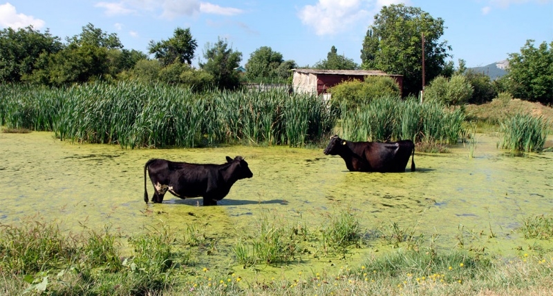 Кубанский сельхознадзор взялся за крымских коров