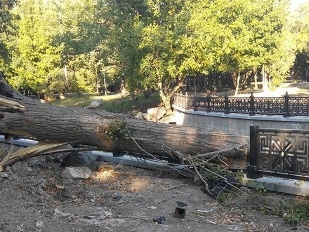 Нашли виновных: на набережной Салгира дерево поломало новое ограждение