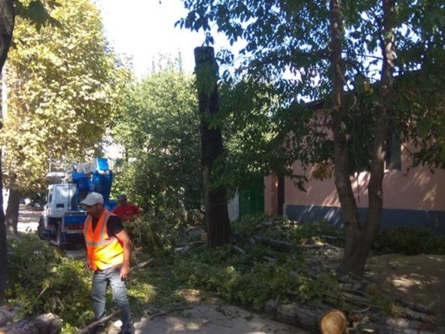 Принимай работу: где в Симферополе снесли аварийно опасные деревья