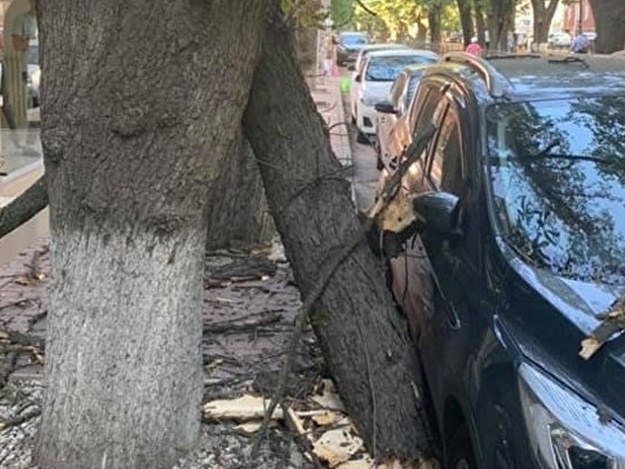 Фотофакт: рухнувшее на бульваре Франко дерево помяло машину и дом