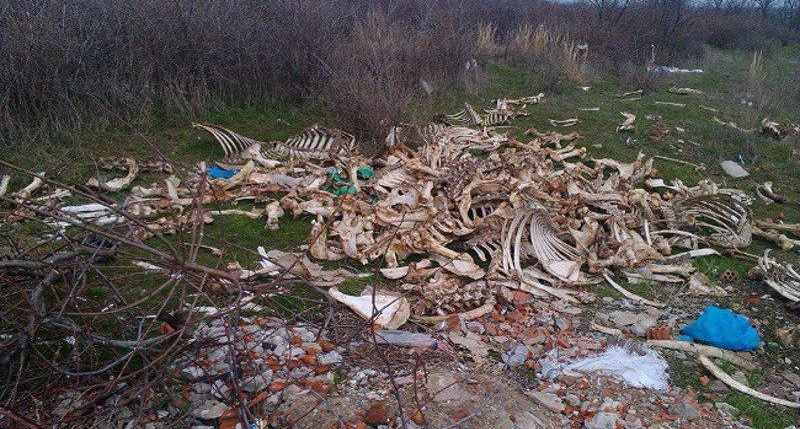 В Бахчисарайском районе ветеринары уничтожили две тонны костей