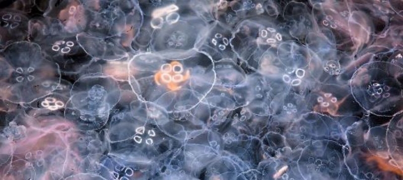 Балаклавская бухта превратилась в "желе" из-за нашествия медуз [фото, видео]