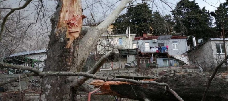 В Ялте ураганом сломаны деревья и снесены праздничные конструкции [фото]