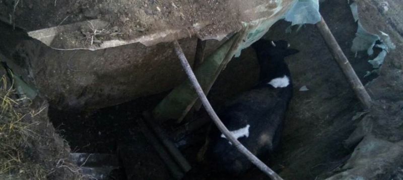 Крымские спасатели доставали из двухметровой ямы упавшую корову [фото]