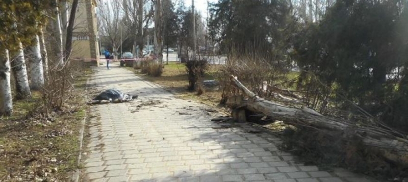 СК расследует обстоятельства смерти крымчанина, на которого упало дерево