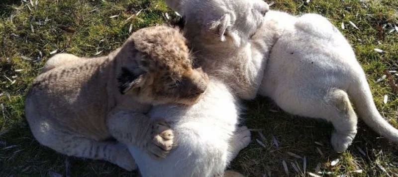 В крымском сафари-парке впервые родились разноцветные львята [фото, видео]