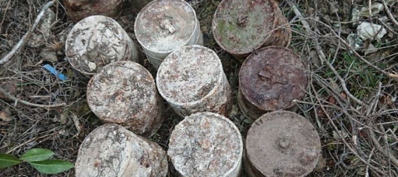 Грибники нашли в Балаклавском районе Севастополя 20 противотанковых гранат [фото]