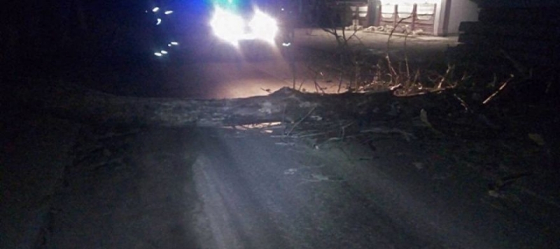 В Крыму штормовым ветром обрывает провода и валит деревья [фото]
