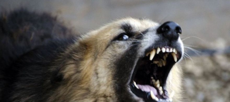 В Крыму собака покусала ребенка, коз и других собак