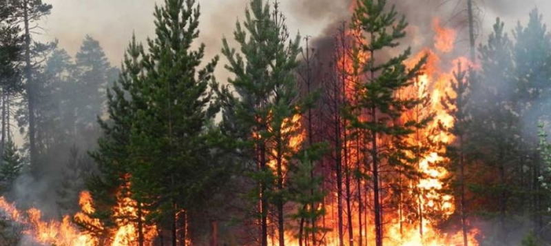 Штрафы за лесные пожары хотят увеличить в десять раз