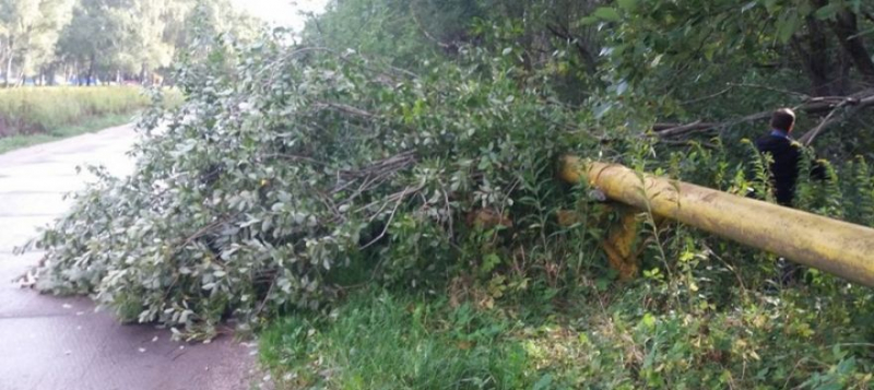 Поваленные ветром деревья в Крыму повредили несколько газопроводов