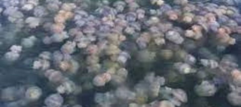 Нашествие медуз на Азове связали с водной блокадой Крыма