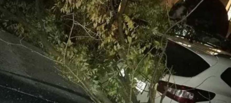 Поваленные деревья и снесенные крыши: в Симферополе устраняют последствия урагана