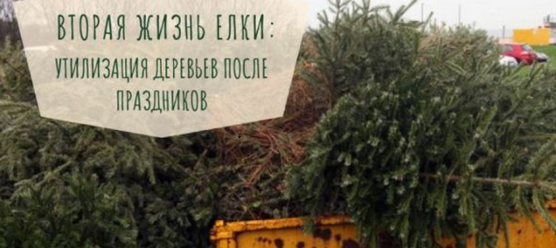 Где и когда в Крыму можно "экологично" избавиться от новогодней елки