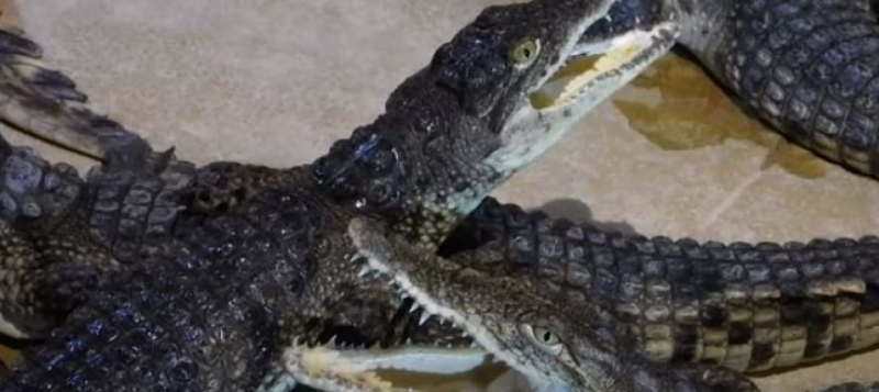 Ялтинский крокодиляриум оказался под угрозой закрытия