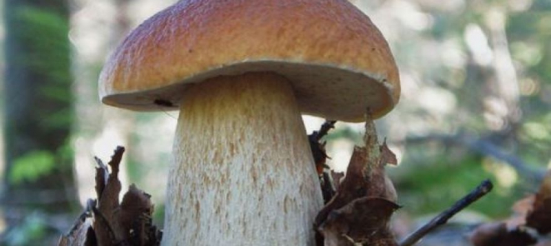 Создан полный список растущих в России шляпочных грибов