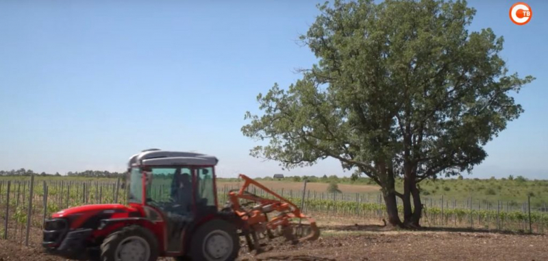 Виноградари характеризуют как «лабиринт» работу правительства Севастополя