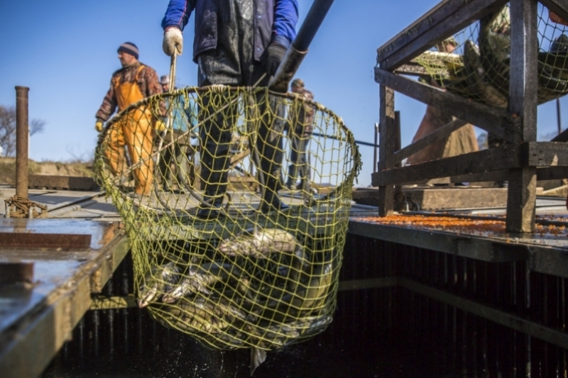 Трехстороннее соглашение в рыбной отрасли России подписано после 3-летних переговоров